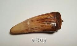 Jurassic Park 1993 screen used prop animatronic T-Rex tooth With stand and COA