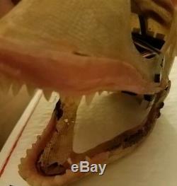 Rick Baker Studios Rex Small Mechanical Dinosaur Head Prop COA